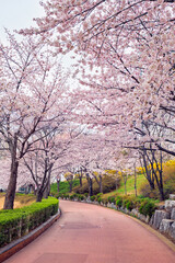 Beautiful Blooming Cherry Blossoms in Spring Nature Park