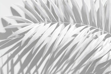 Obraz premium Pale palm frond casting sharp shadow on a white surface, creating a minimalistic, high-key botanical image