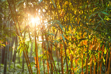 Bamboo Forest with Sunlight Rays Nature Photography