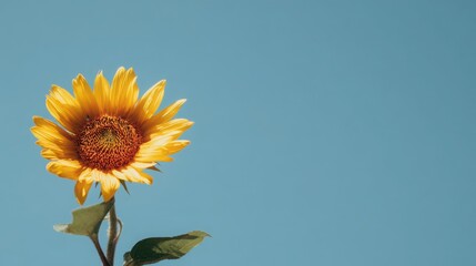 Vivid yellow sunflower in full bloom with a clean blue sky background symbolizing summer positivity and nature beauty.