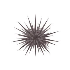 Obraz premium Isolated sea urchin with sharp spines on a black background for defense against predators and to move around the seabed