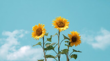 Fototapeta premium Vivid yellow sunflower in full bloom with a clean blue sky background symbolizing summer positivity and nature beauty.