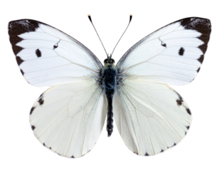 Cabbage White Butterfly PNG – Realistic White Butterfly with Open Wings Transparent Background