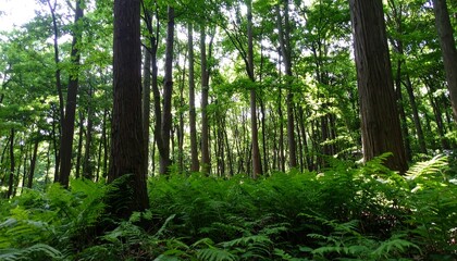 Fototapeta premium Lush forest canopy with ferns
