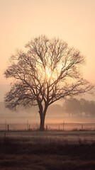 Serene sunrise with a silhouetted tree in a misty field.