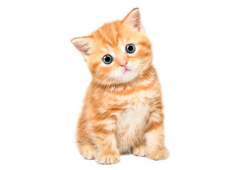 Portrait of adorable curious Scottish Straight kitten sitting isolated on white background