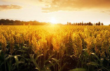Sorghum field at dramatic yellow sunset, Agriculture landscape