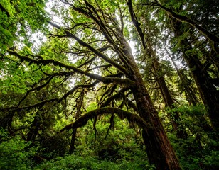 Fototapeta premium Lush forest canopy