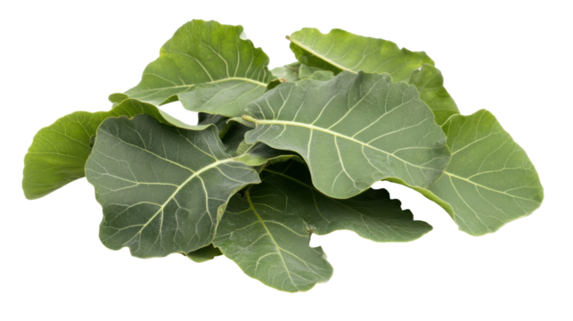 Green Fig Leaves With Textured Surfaces Isolated On A Transparent Background