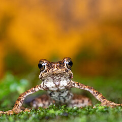 Portrait of a Malabar Tree Toad perched on green moss with a vibrant orange background