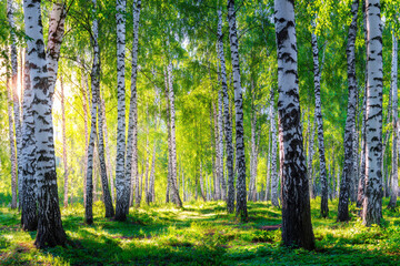 Obraz premium Sunlit birch forest green leaves sunlight through trees nature scene