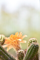 Beautiful blooming cactus, selective focus blurred green nature background. Hobby during work from home concept