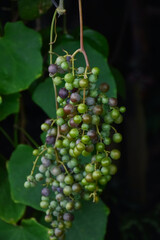 grapes on vine