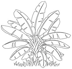 Plant vector illustration featuring a banana plant with large tropical leaves and grassy base in a clean cartoon line art style designed for botanical artwork, decorative projects, and coloring pages