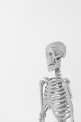 A smiling skeleton figurine with detailed bones on a clean white background, perfect for Halloween...