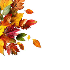 Fototapeta premium Autumn leaves in a circular arrangement