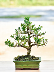 Bonsai plants are beautiful as a hobby of caring for plants that need patience.	