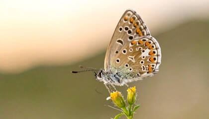 Butterfly on flower