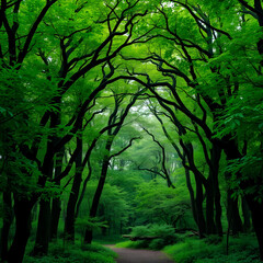 Obraz premium Enchanted forest frame with lush green trees forming a natural arch, creating a mystical and inviting atmosphere in nature.