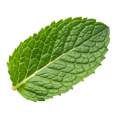 Obraz premium Single Fresh Mint Leaf with Serrated Edges and Prominent Veins Isolated on Transparent Background