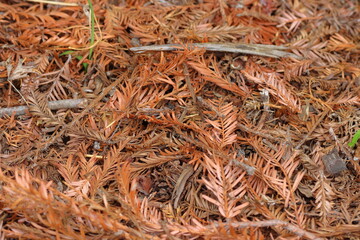 Pine needles in the forest, close-up, natural background