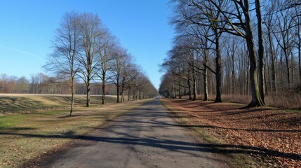 Serene Country Road Winding Through Towering Leafless Trees Under Bright Morning Sunshine Glow