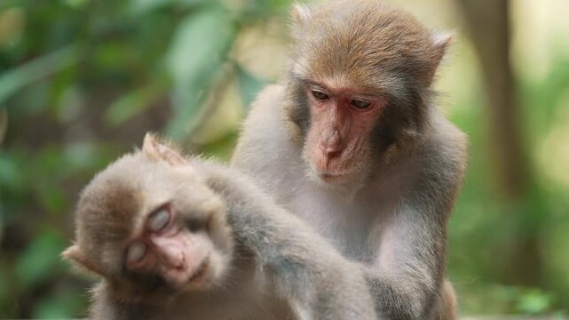 Monkeys grooming each other in a social activity. A monkey catching lice for another.