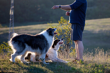 Obedience training outdoor in sunset. Man giving treat to his dog.