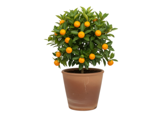 A small citrus tree with vibrant orange fruits stands in a rustic terracotta pot against a black background.
