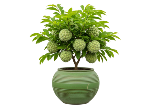 A lush, vibrant custard  tree in a muted green pot against a dark backdrop. - Powered by Adobe