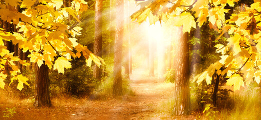Fantasy autumn photo background with pine tree forest, fall golden maple leaves and mysterious trail with mystical glow and shining sun rays and copy space, wide panoramic banner.