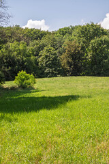 Prairie et lisières de la forêt – harmonie naturelle