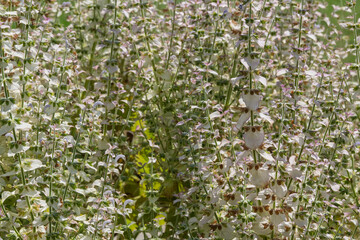 Sauge sclar&eacute;e en plein cadre