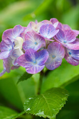 雨に濡れた雨上がりの紫陽花の花