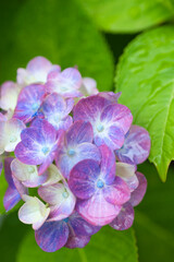 水滴のついた雨上がりの紫陽花の花