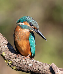 Common kingfisher, Alcedo atthis. A bird sits on a thick branch above the river, waiting for prey