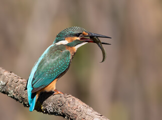 Common kingfisher, Alcedo atthis. A bird with prey in its beak sits on a branch