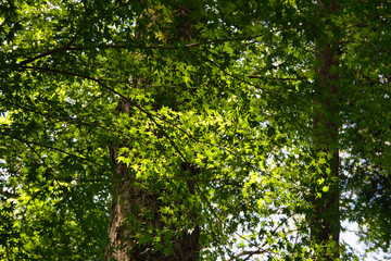 陽を浴びる新緑の青もみじ