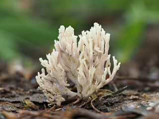 white coral fungus mushrooms in the black forest on a tree trunk