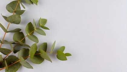 Quiet botanical — a delicate eucalyptus sprig with sharp leaf veins against a powder-blue gradient; background softly blurred; generous left-side copy space; airy natural window light, minimal color p