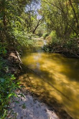 Serene riverbank view showcasing natural beauty and calm waters during midday in a lush green environment