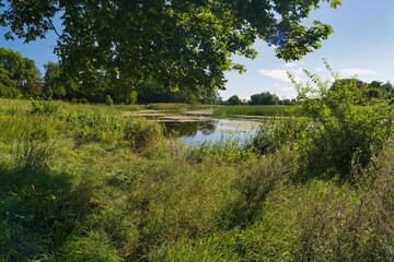 Lush green landscape with serene water body surrounded by tall grass and trees during midday sun