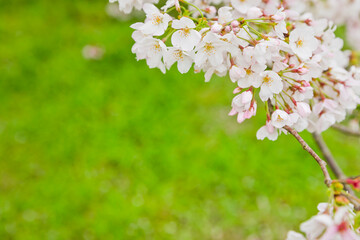 桜