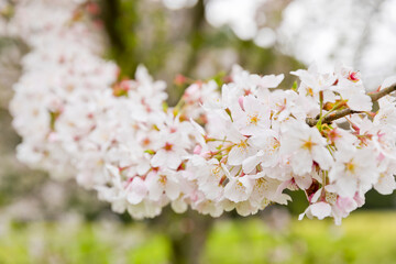 桜