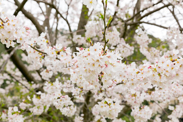 桜
