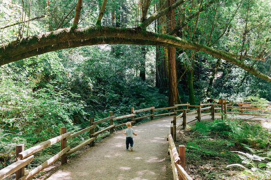 Toddler boy running down hiking trail through Muir Woods Forest