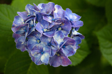絵画のような青い色をした紫陽花の花