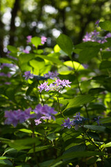 光が透けて美しい紫陽花の花