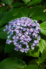 小さな花がたくさん集まった紫陽花の花