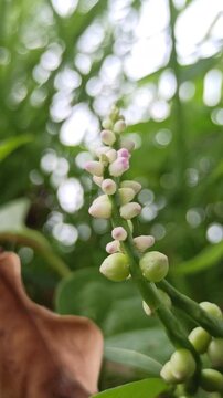 Basella alba flowers blooming among lush green bush, showing delicate white-pink blossoms of the Malabar spinach plant in natural setting